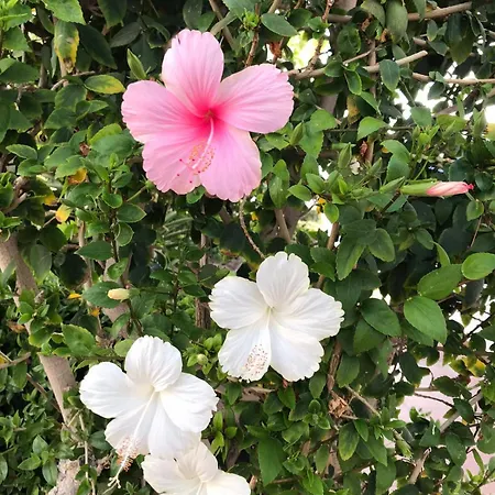 Oceanfront In Private - Next To The アパート