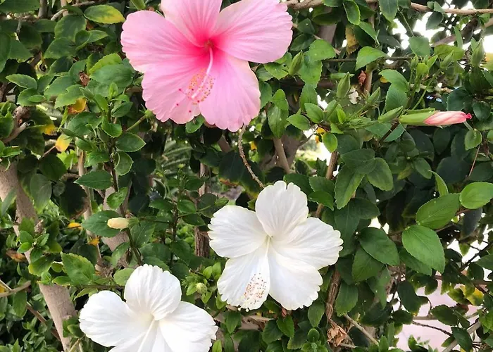 Oceanfront In Private - Next To The Apartment